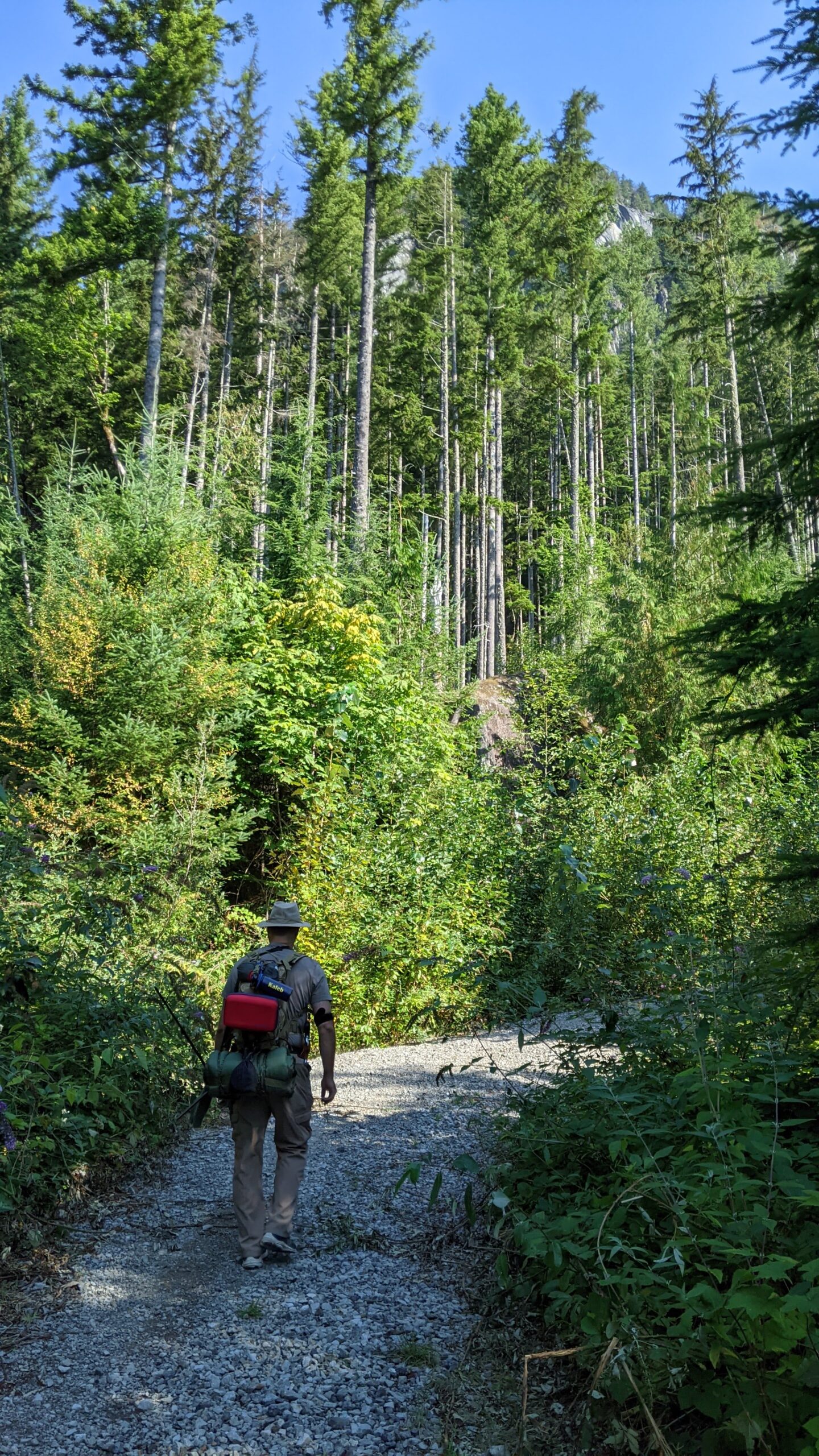 Gravel logging road climbing into second-growth timber above Index, Washington