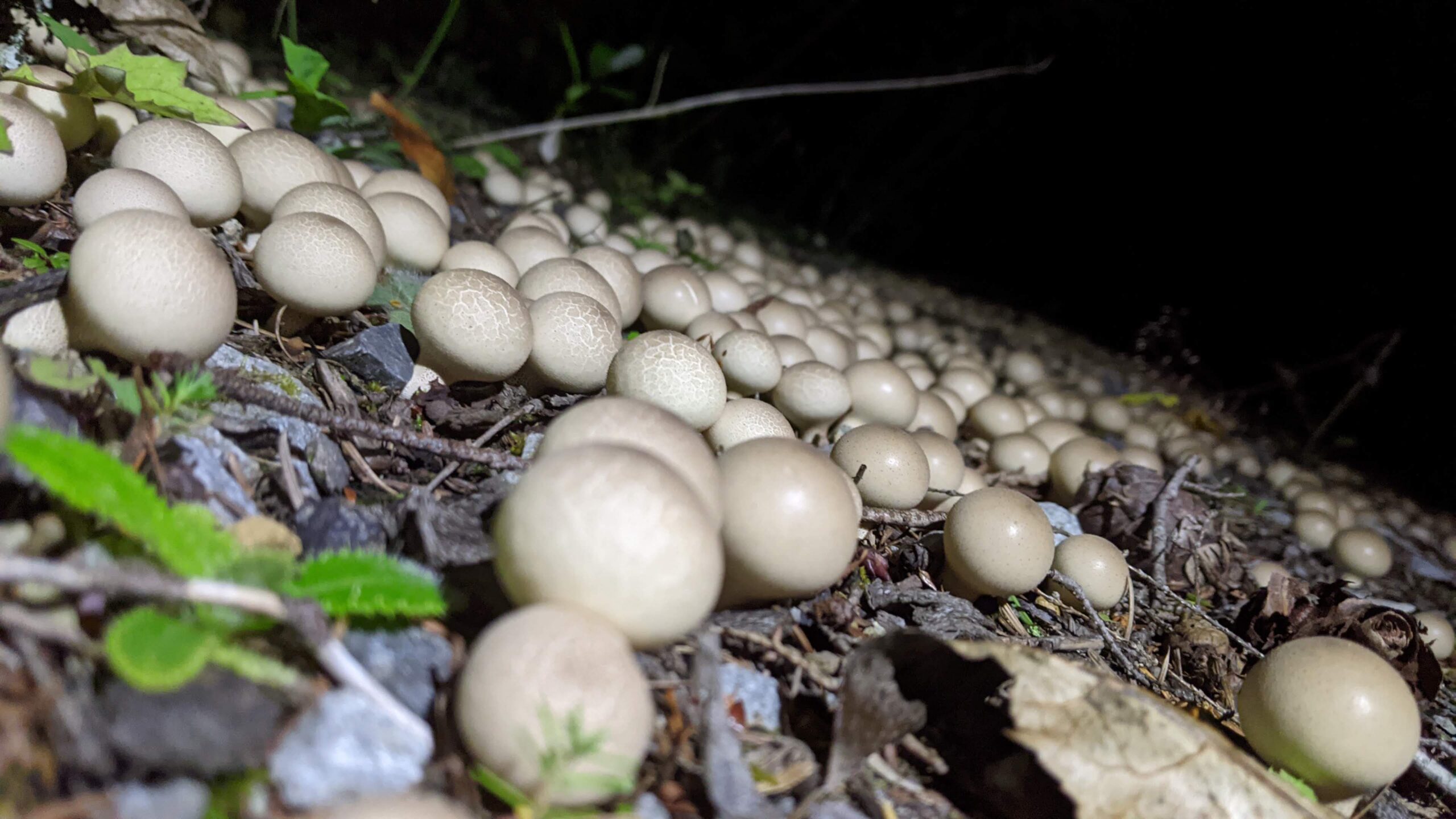 Colony of puffball mushrooms at night along a road cut, repeated at graduated scale